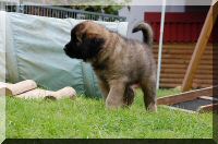 leonberger 061.jpg